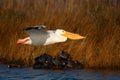 American White Pelican Pea Island NWR OBX North Carolina